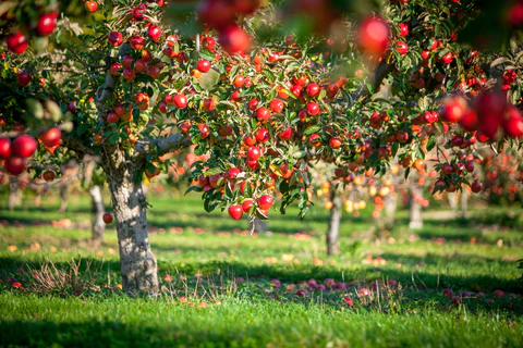 Apple trees in an orchard